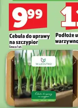 Topaz Cebula do uprawy na szczypiorek oferta