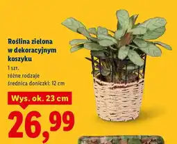 Lidl Roślina zielona w dekoracyjnym koszyku oferta