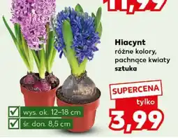 Kaufland Hiacynt oferta