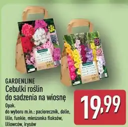 ALDI GARDENLINE Cebulki roślin do sadzenia na wiosnę oferta