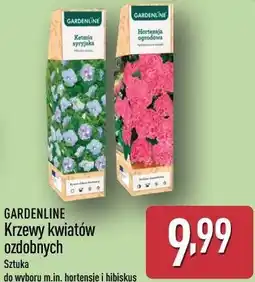 ALDI GARDENLINE Krzewy kwiatów ozdobnych oferta
