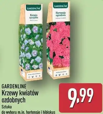 GARDENLINE Krzewy kwiatów ozdobnych