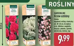 ALDI GARDENLINE Krzew ozdobny oferta