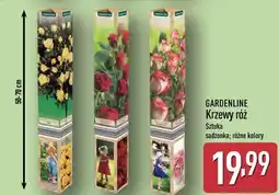 ALDI GARDENLINE Krzewy róż oferta