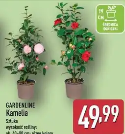 ALDI GARDENLINE Kamelia oferta
