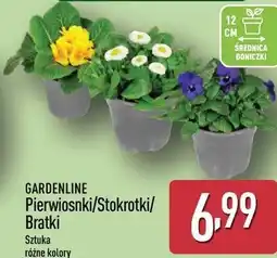 ALDI GARDENLINE Pierwiosnki/Stokrotki/Bratki oferta