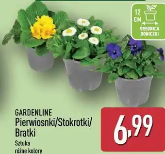 GARDENLINE Pierwiosnki/Stokrotki/Bratki