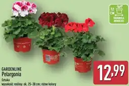 ALDI GARDENLINE Pelargonia oferta