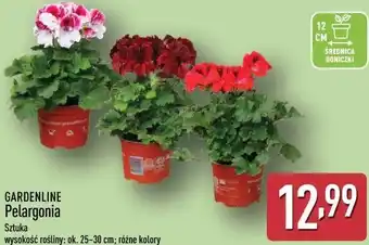 GARDENLINE Pelargonia