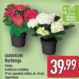 ALDI GARDENLINE Hortensja oferta