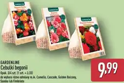 ALDI GARDENLINE Cebulki begonii oferta