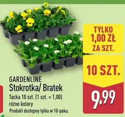 ALDI Stokrotka/Bratek Taczka szt. (1 szt. = 1,00) różne kolory. Produkt dostępny tylko w 10-pak oferta