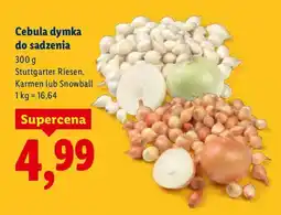 Lidl Cebula dymka do sadzenia Stuttgarter Riesen oferta