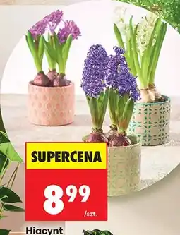 Biedronka Hiacynt 3 cebule średnica doniczki 10,5 cm oferta