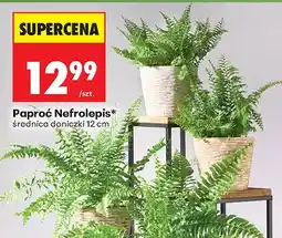 Biedronka Paproć Nefrolepis oferta