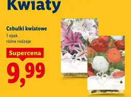 Lidl Cebulki kwiatowe oferta