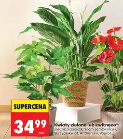 Biedronka Kwiaty zielone lub kwitnące Zamioculcas oferta