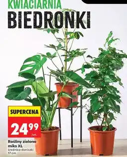 Biedronka Rośliny zielone miks XL oferta
