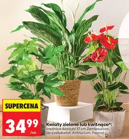 Biedronka Kwiaty zielone lub kwitnące (Skrzydłokwiat, Anthurium, Paproć) oferta