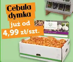 Topaz W. Legutko Cebula dymka oferta