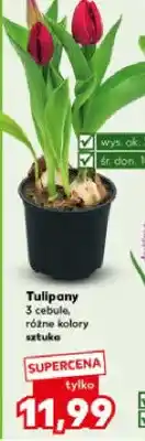 Kaufland Tulipany 3 cebule, różne kolory oferta