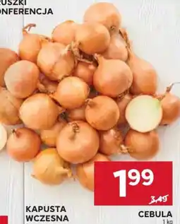 Stokrotka Cebula oferta