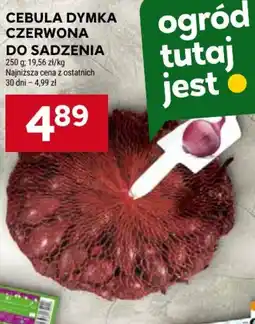 Stokrotka Cebula Dymka Czerwona oferta