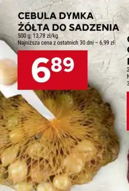 Stokrotka Cebula dymka żółta do sadzenia oferta