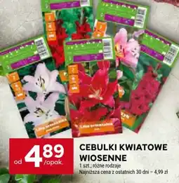 Stokrotka Cebulki kwiatowe wiosenne oferta