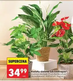 Biedronka Kwiaty zielone lub kwitnące oferta