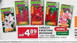 Stokrotka Cebulki kwiatowe wiosenne oferta