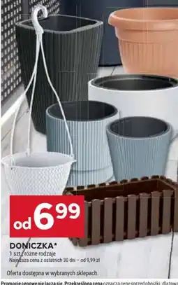 Stokrotka Doniczka oferta