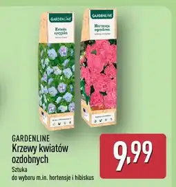 ALDI Krzewy kwiatów ozdobnych oferta