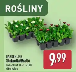 ALDI Stokrotki/Bratki oferta