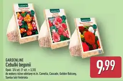 ALDI Cebulki begonii oferta
