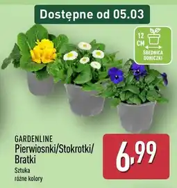 ALDI Pierwiosnki/Stokrotki/Bratki oferta