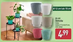 ALDI Doniczka oferta