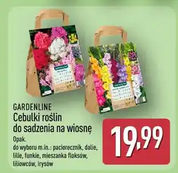 ALDI Cebulki roślin do sadzenia na wiosnę oferta