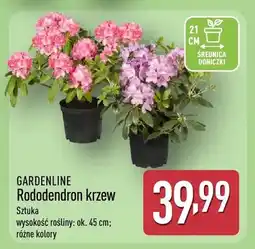 ALDI Rododendron krzew oferta