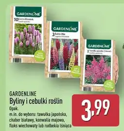 ALDI Byliny i cebulki roślin oferta