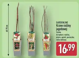 ALDI Krzew roślinny jagodowej oferta