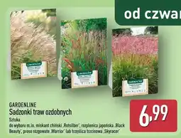 ALDI Sadzonki traw ozdobnych oferta