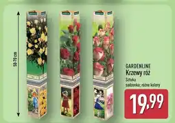 ALDI Krzew róż oferta