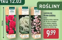 ALDI Krzew ozdobny oferta