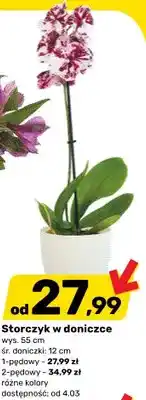 Bricomarche Storczyk w doniczce oferta