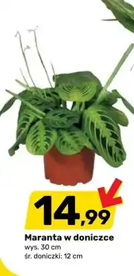 Bricomarche Maranta w doniczce oferta