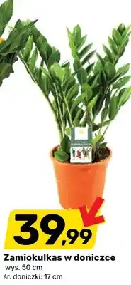 Bricomarche Zamiokulkas w doniczce oferta
