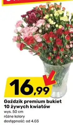 Bricomarche Goździk premium bukiet 10 żywych kwiatów oferta