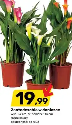 Bricomarche Zantedeschia w doniczce oferta