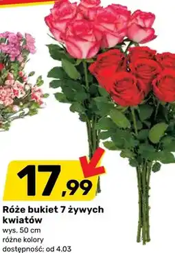 Bricomarche Róże bukiet 7 żywych kwiatów oferta